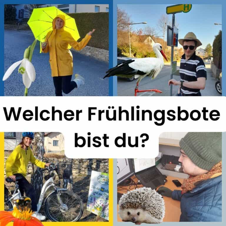 Vier Bilder, die vier Frühlingsboten - Schneeglöckchen, Storch, Hummel und Igel - darstellen.
